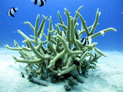 AWAREサンゴ礁の保護スペシャルティ・コース