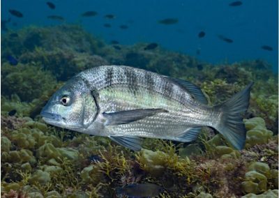 divingfes-gallery06