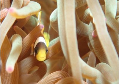 divingfes-gallery07