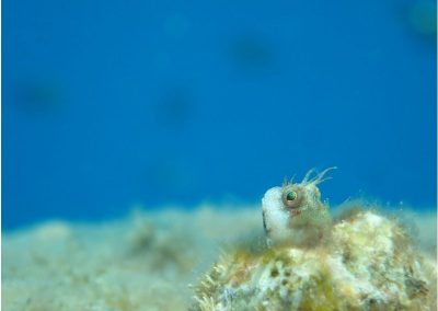 divingfes-gallery08
